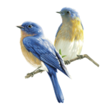 birds 9541