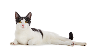 cat 9162