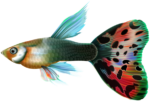 fish 11883