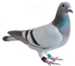 pigeon 17866