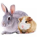 rodents_farma