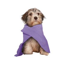 Ppetseta_skulou_gia_stegnoma