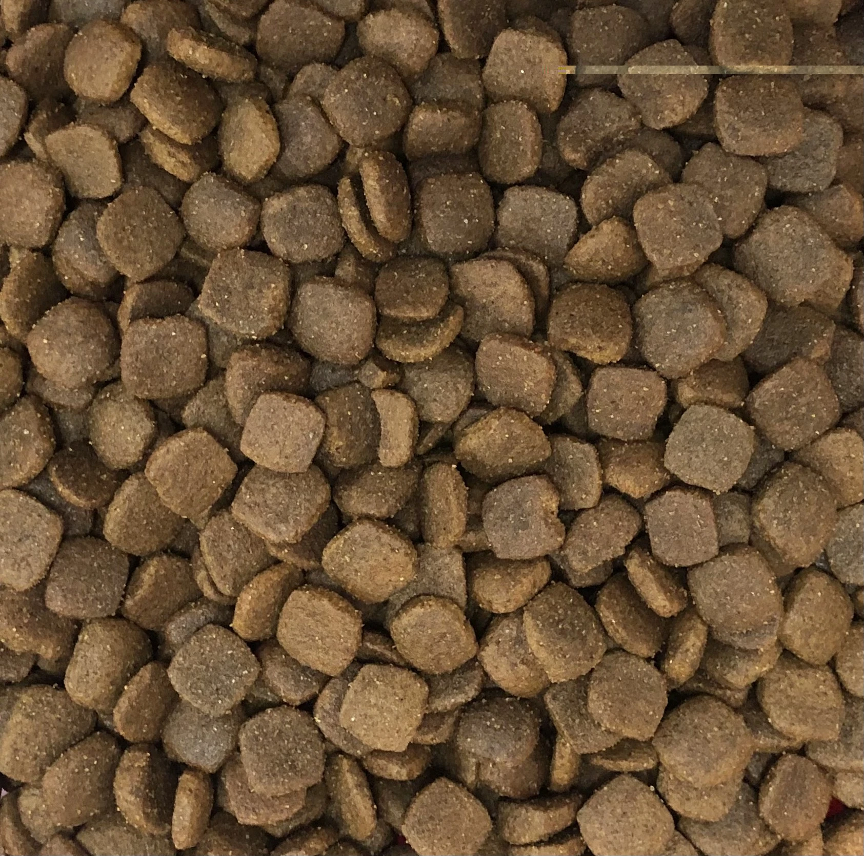 klicker_adult_dog_lamb klicker_adult_dog_lamb