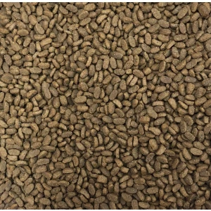 klicker_kitten_chicken