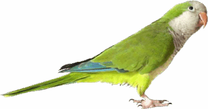pngfind.com parrot png 1198303