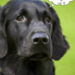 eksupnes_ratses_skulwn