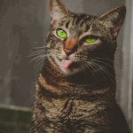 cat_katoikidio_gata