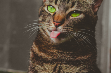 cat_katoikidio_gata